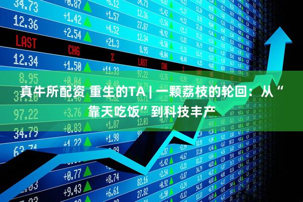 真牛所配资 重生的TA | 一颗荔枝的轮回：从“靠天吃饭”到科技丰产